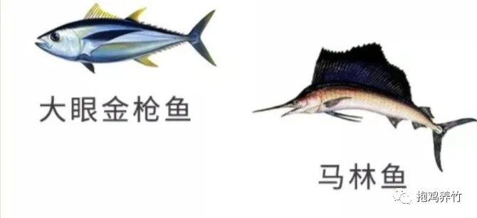 飞鹤茁然上火吗_飞鹤奶粉茁护怎么样_飞鹤茁然为什么不建议多喝