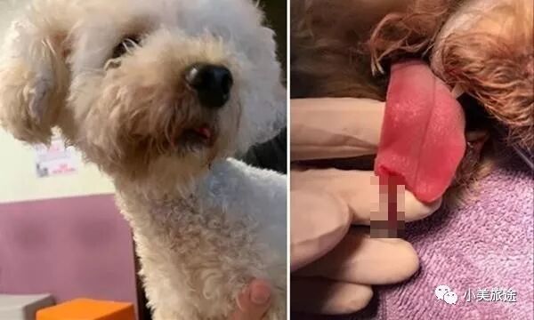 贵宾犬去剪毛 结果被剪断舌头 主人要求赔狗狗一辈子狗粮被拒 小美旅途 微信公众号文章阅读 Wemp