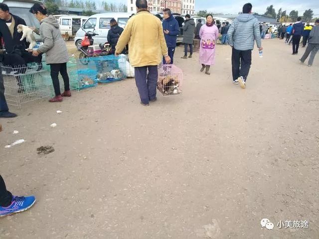 宠物猫大全品种价格图片_宠物猫品种大全及价格_宠物狗的品种及价格