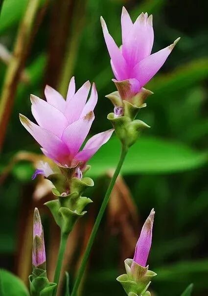 荷 莲 姜 傻傻分不清 花艺设计师爱学习 微信公众号文章阅读 Wemp