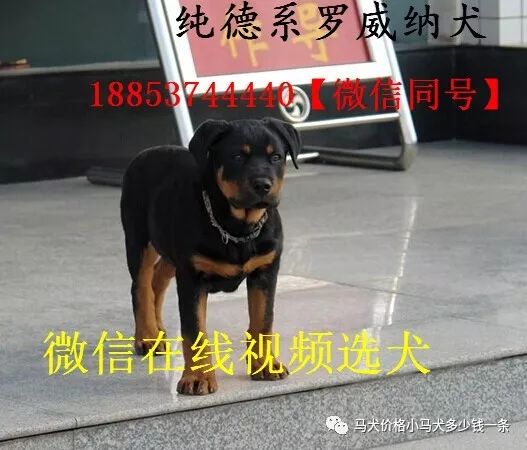 二哈价格19哈士奇犬售价多少钱一条 马犬价格小马犬多少钱一条 微信公众号文章阅读 Wemp