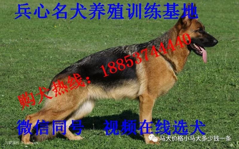 德国黑背牧羊犬价格哪里有纯种德牧养殖场 马犬价格小马犬多少钱一条 微信公众号文章阅读 Wemp