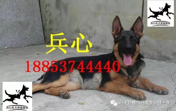 广州马犬价格德国牧羊犬价格 兵心名犬养殖基地 马犬价格小马犬多少钱一条 微信公众号文章阅读 Wemp