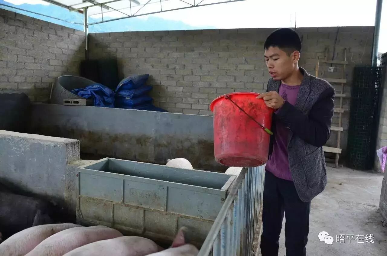 好样的马圣村85后小伙不去广东打工回家养猪成功脱贫