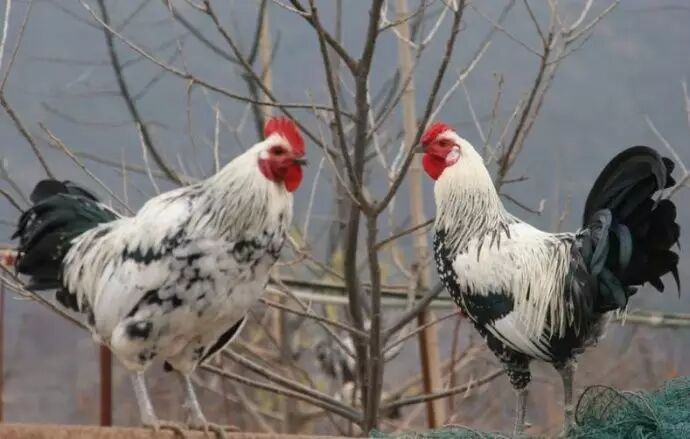 鹊山鸡的营养价值: 野鸡肉质细嫩鲜美,野味浓,其蛋白质含量高达30%,是
