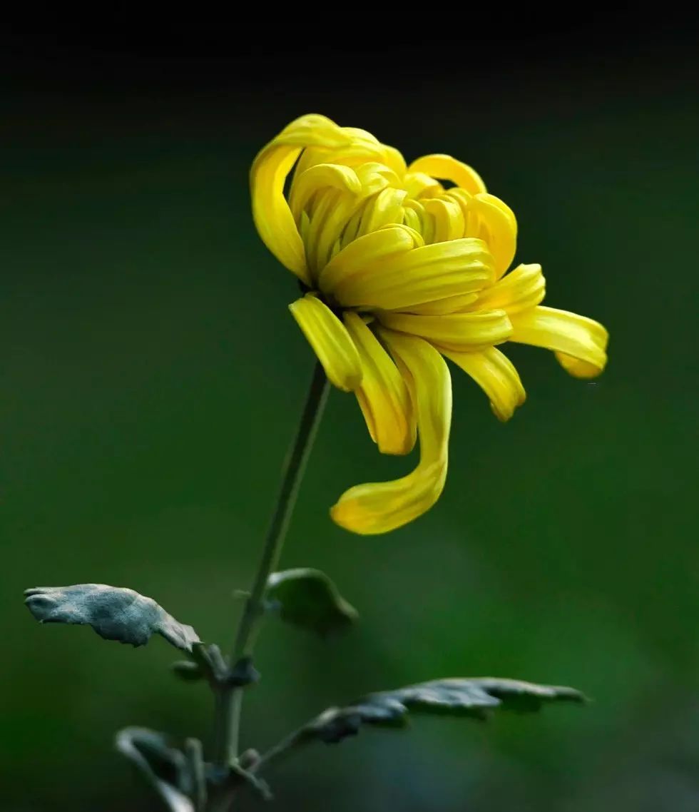 遂了心愿,写下了《归去来兮辞,其中有"三径就荒,松菊犹存"之句,这颇