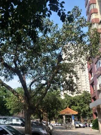 天河北总价440万 |  金穗大厦，95平，满五*、税费少、诚心出售！