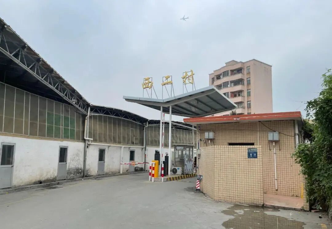 人均分红4.3万！番禺市桥这条旧村改造竟然也动了