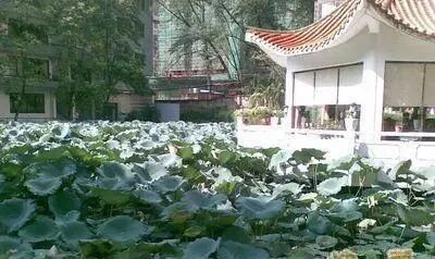 天河二手房*热门小区，农机所小区PK中科院地球化学研究所大院！