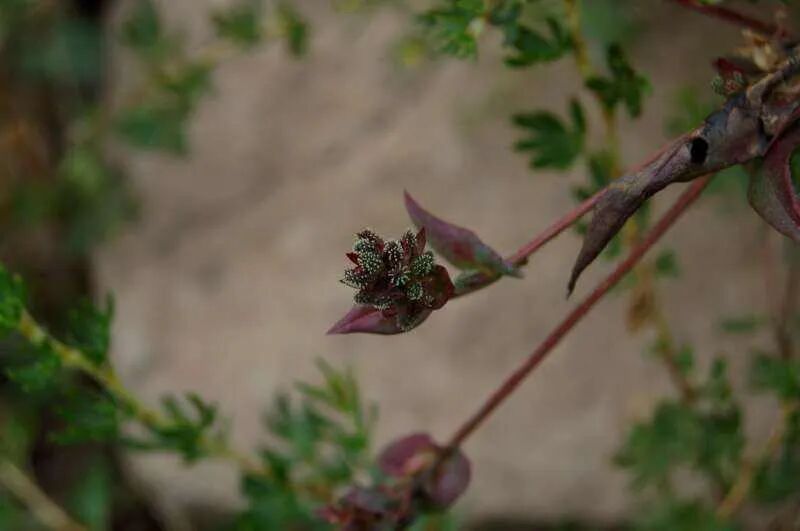 这草药，足癣、头癣、体癣、手癣、牛皮癣，都可治