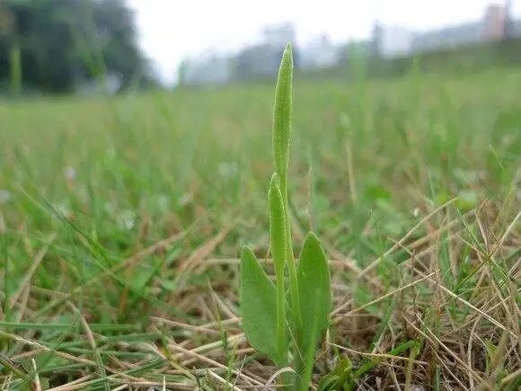 民间草药：一支箭