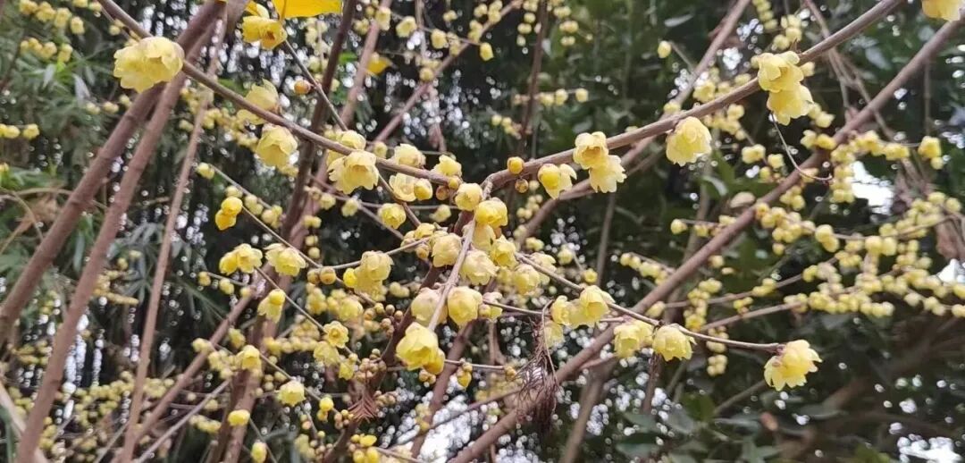 把外寒消除，把内热化掉，感冒就好了！讲一个中成药