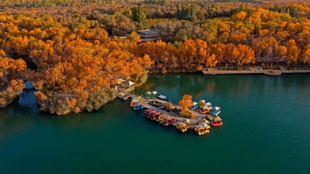 泽普县金湖杨景区。.jpg