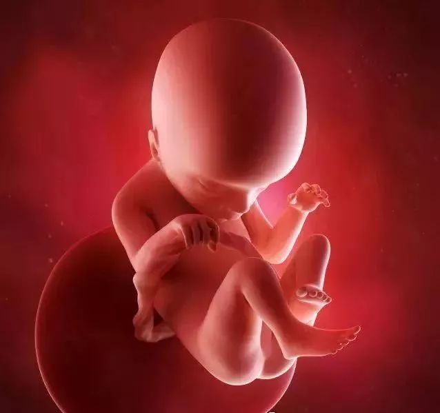 十八周胎儿发育图片图片