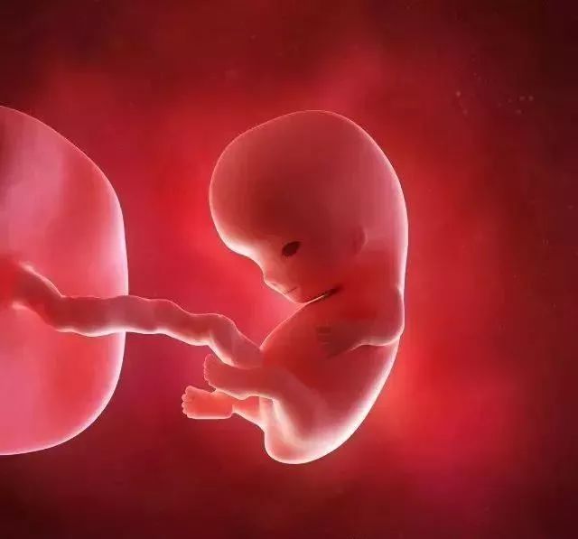 9周加3天的胎儿图片图片