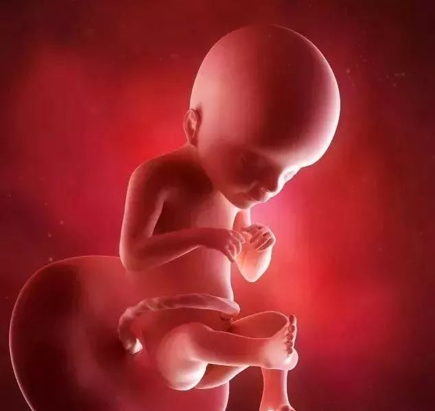 孕第21周胎儿真实图片图片