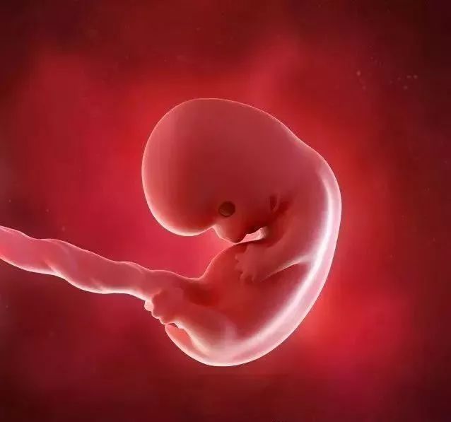 8周胎儿有多大图片