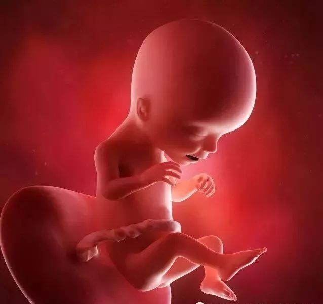 怀孕17周胎儿图片图片