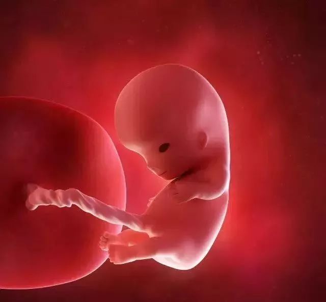 怀孕10周的3d胎儿图