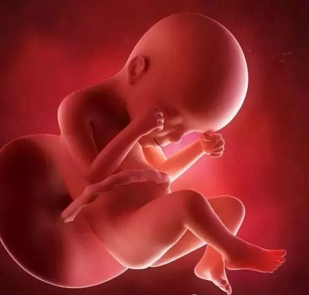 怀孕24周的胎儿图片图片