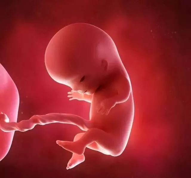 怀孕11周的3d胎儿图