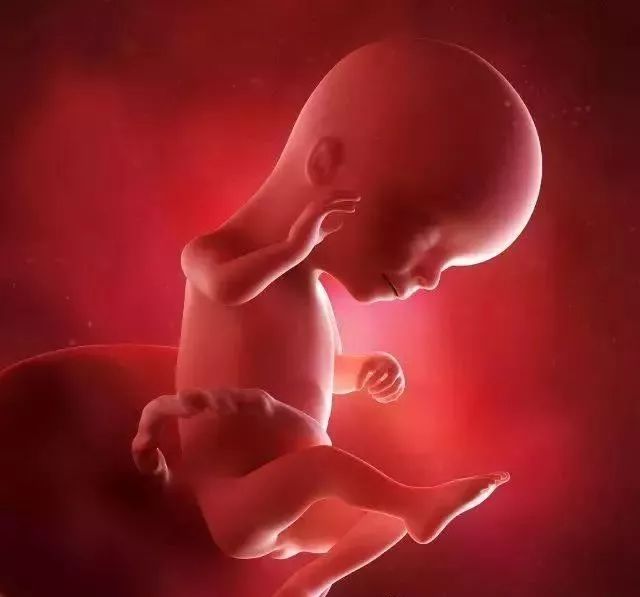 怀孕16周的3d胎儿图