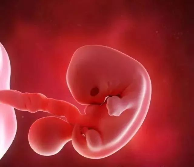 7周的胎儿图片图片