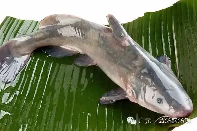 江团(推荐:烧红味,白味)(长吻鮠(leiocassis longirostris)属鲶形目