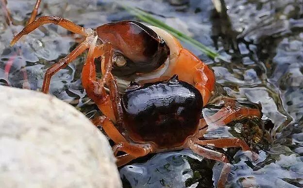 日本人 为啥不吃大闸蟹 老唐话生鲜 微信公众号文章阅读 Wemp