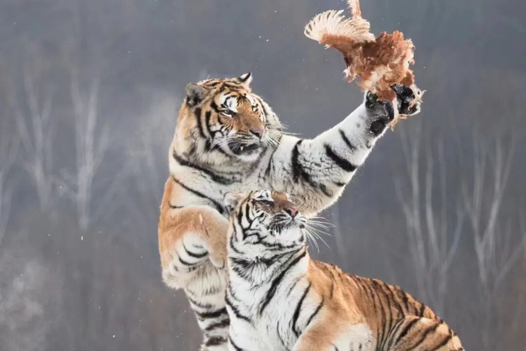 2025年雪乡扎龙丹顶鹤东北虎捕鸡雾凇岛东北三省摄影创作团