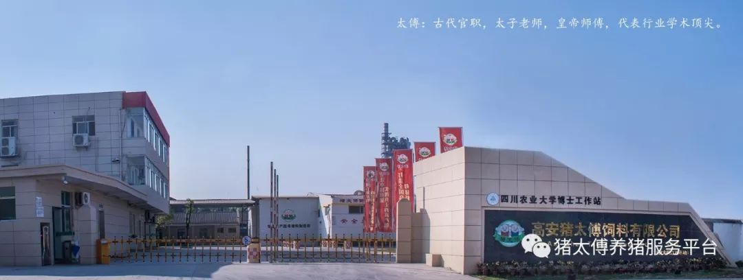 猪太傅饲料
