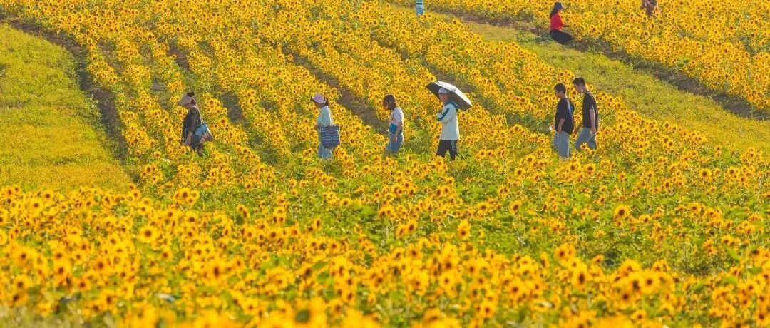 持续火爆！武汉这种游玩方式太爽了，去了的人大呼过瘾