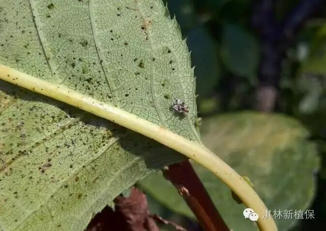 花卉遭受梨网蝽危害该如何应对