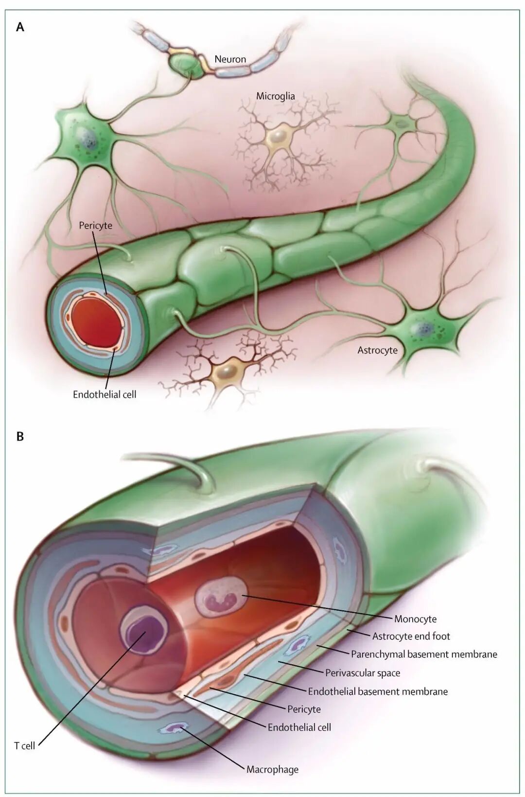 bm细胞是什么细胞日问612：血脑屏障，原来你这这样的？_https://www.jmylbn.com_新闻资讯_第3张