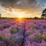 英国薰衣草开了！全英最美公园+赏花地看这篇就够了