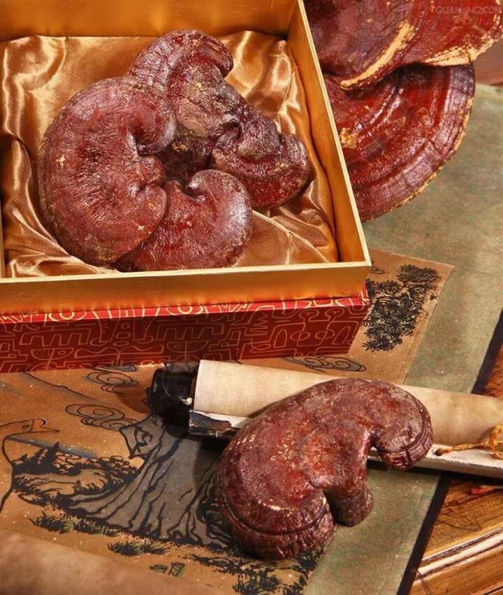 灵芝如何煲汤？灵芝煲汤的12种做法，这样吃功效实在太棒！