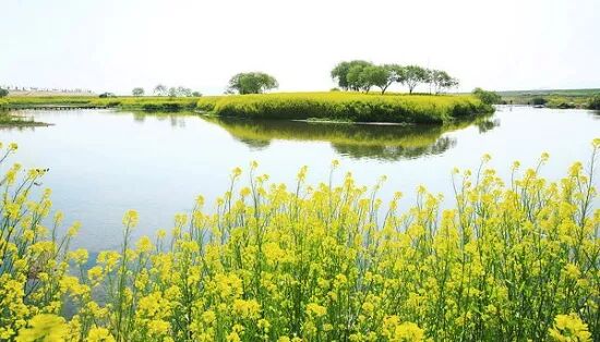 4道鱼胶养生汤,排湿养胃还护肝,最适合春天喝!