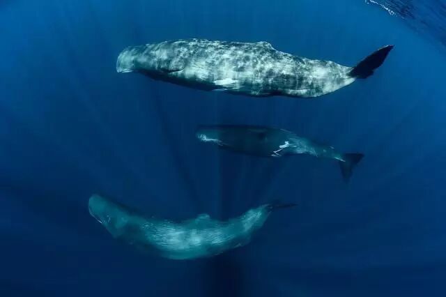 wild系列第三弹抹香鲸vs大王乌贼