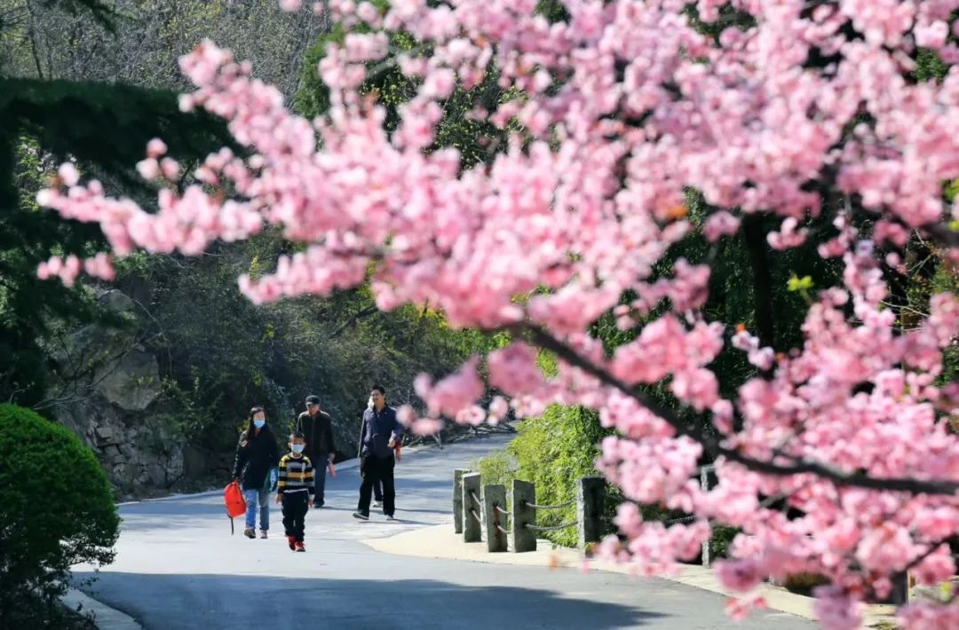 女神節特惠踏青賞花正當時濟南紅葉谷景區女神節優惠活動