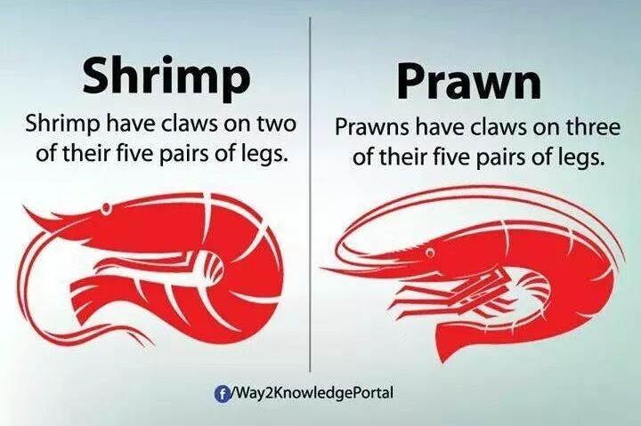 画像prawn英文 魚の画像は無料