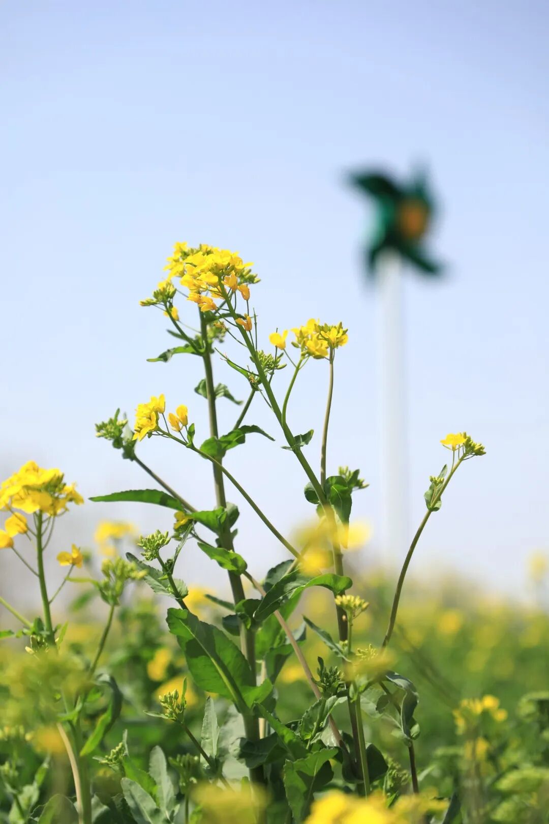 一秒带你进油画山东油菜花惊艳上线满满的文艺气息现在去看刚刚好