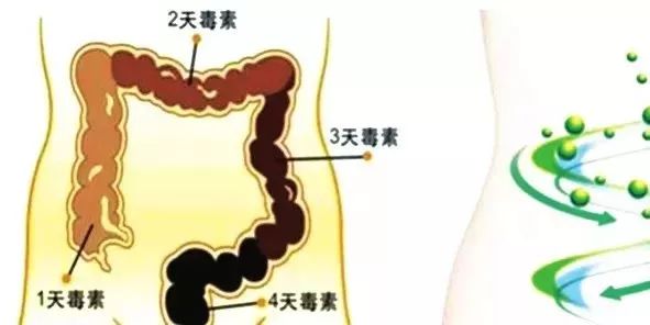 益生菌：肠道是人的“第二大脑”，肠寿=长寿！