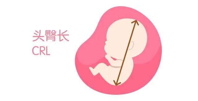 眼科ab超单怎么看孕妇的B超单怎么看？13个指标详细解析，孕妈妈轻松看懂B超单_https://www.jmylbn.com_新闻资讯_第3张