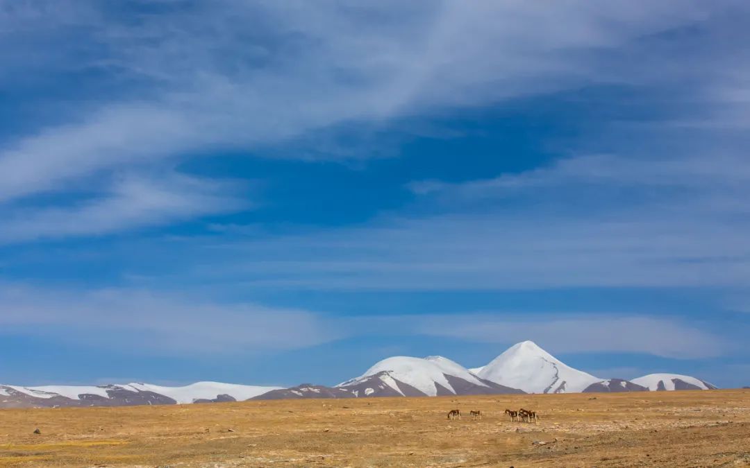 盡覽昆侖山風光，挑戰第一座6000米——凱樂石玉珠峰登山大會 旅遊 第24張