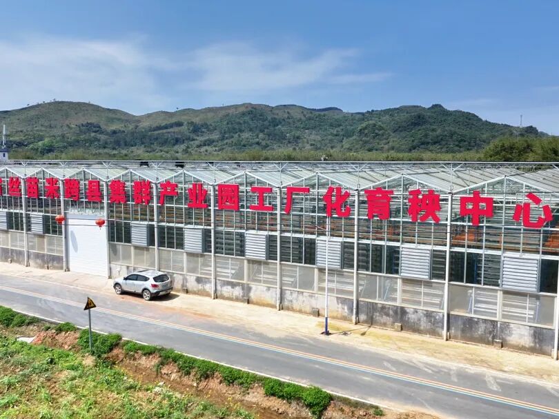 清新区已建成多个工厂化育秧中心和丝苗米智能加工中心。