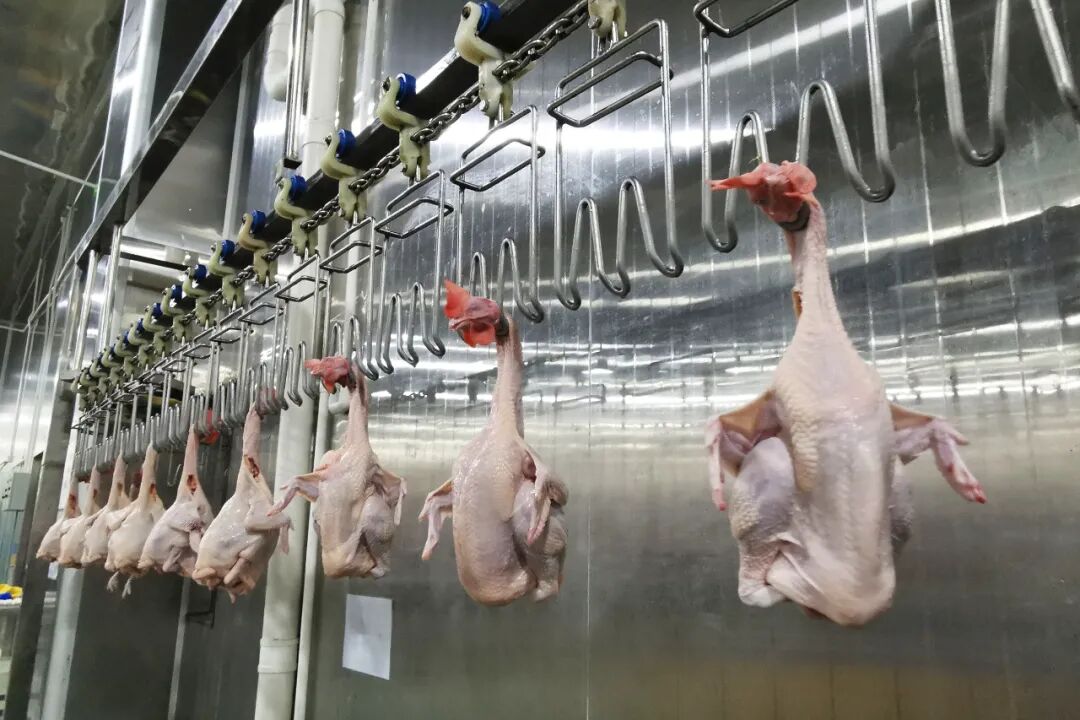 三农在这个园区屠宰加工3000只清远鸡仅需一小时