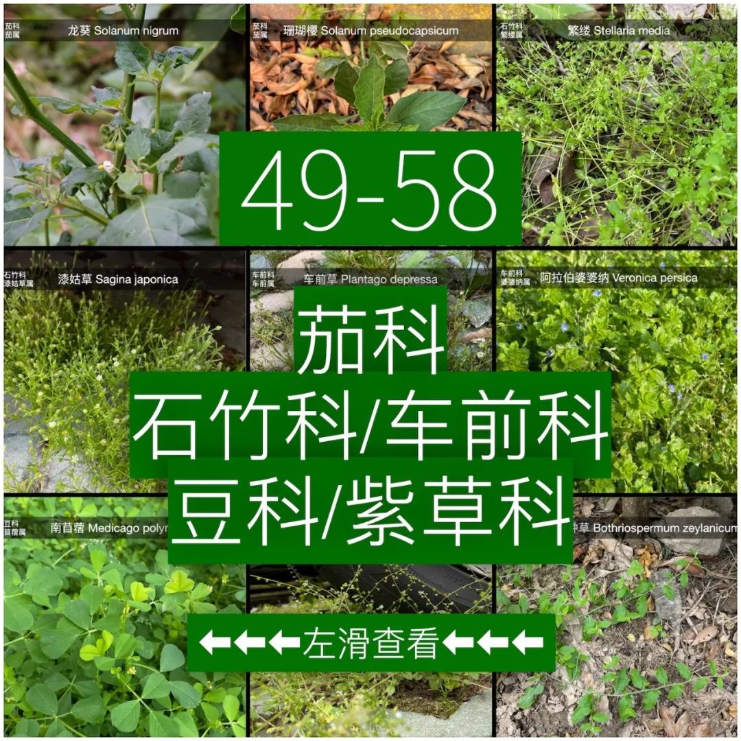 封了57天后，在小区发现了84种草药，43种野菜