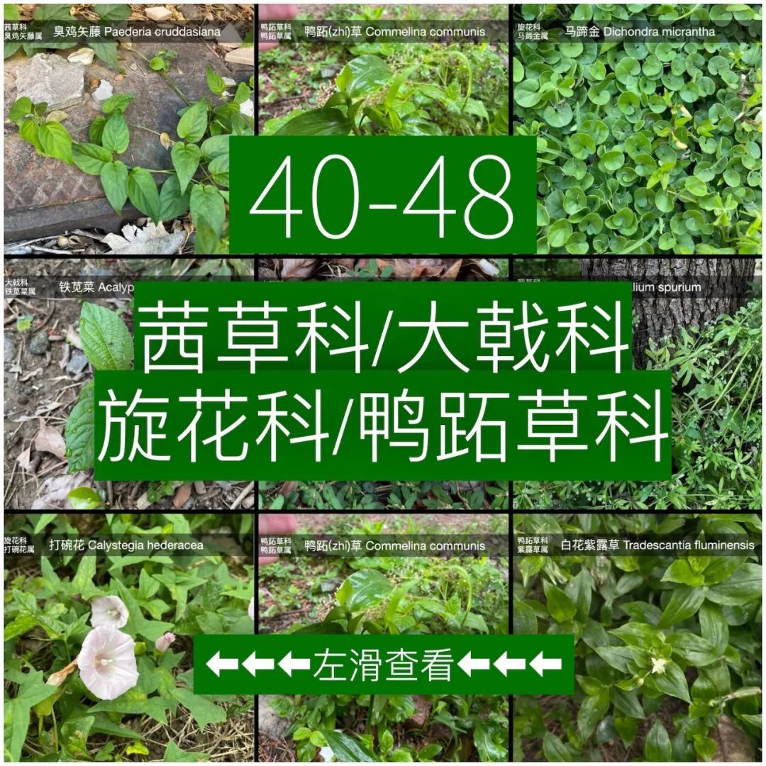 封了57天后，在小区发现了84种草药，43种野菜