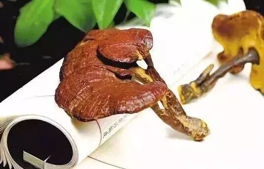 灵芝 | 9种功效作用显著，还可“治疗”这3种肾病！你竟不知