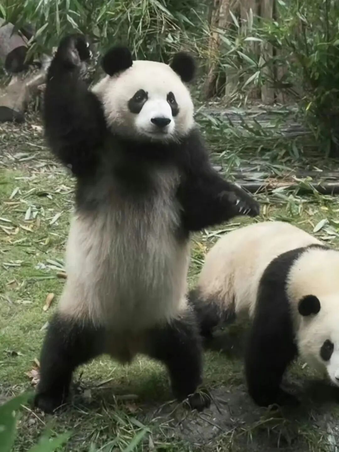 盘大熊猫润玥(上):明明能以美貌出圈,你却选择"狗里狗气"!